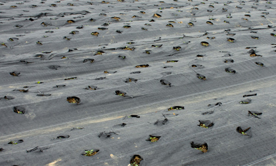 農用塑料行業市場需求及未來發展趨勢分析