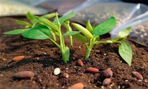 種業(yè)企業(yè)呈現(xiàn)良好發(fā)展勢頭 農(nóng)作物種子行業(yè)前景研究分析