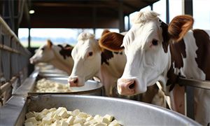 奶牛飼料行業市場供給情況分析 奶牛飼料行業未來發展態勢