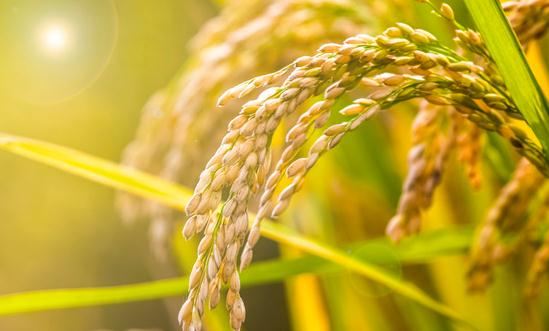 新型農業行業分析：新農業已經成為未來農業發展的主流