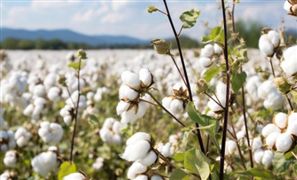 棉花期貨價格延續下跌局面 棉花市場發展現狀調查2023