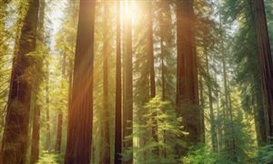 最新公布 林下經濟 年產值超萬億元 中國林下經濟產業發展分析