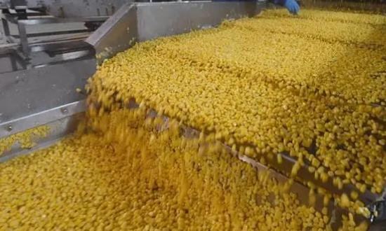 2024玉米深加工行業發展投資：玉米生物發酵企業和產品發展態勢良好