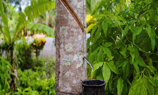 天然橡膠行業市場機遇分析　天然橡膠價格整體小幅上漲