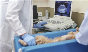 2023年中國寵物醫療器械行業市場現狀及競爭格局分析