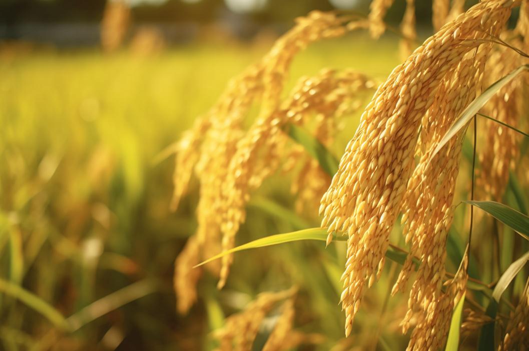 2023農業產業化聯合體的培育支持政策