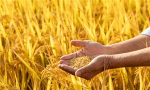 我國農業保險規模已居全球前列 農業保險行業未來戰略前景分析