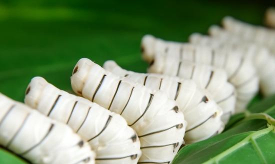 桑蠶產業現已成為實現鄉村振興的重要特色產業 桑蠶養殖行業市場前景如何