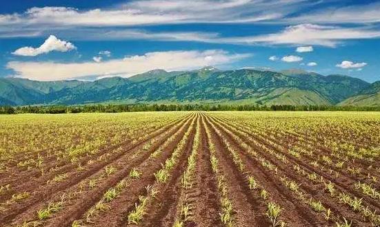 2024種子行業市場分析：生物育種產業化步伐加快推進