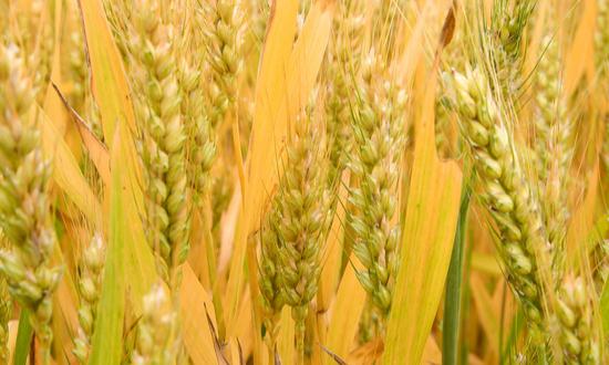 小麥深加工的潛力和應(yīng)用：小麥深加工行業(yè)在全球范圍內(nèi)具有很大的發(fā)展前景