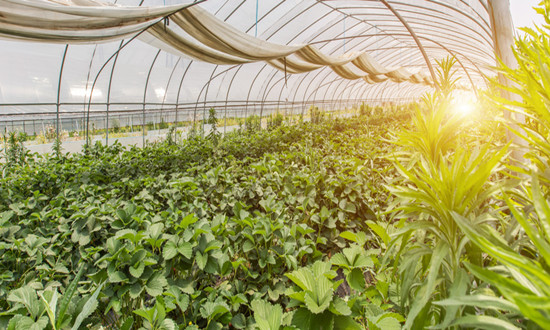 農作物種子行業(yè)發(fā)展及投資機遇分析2024