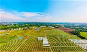 特色農業行業發展研究報告：發展特色農業是增加農民收入的迫切需要