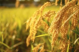 2024中國轉基因技術行業未來投資戰略分析