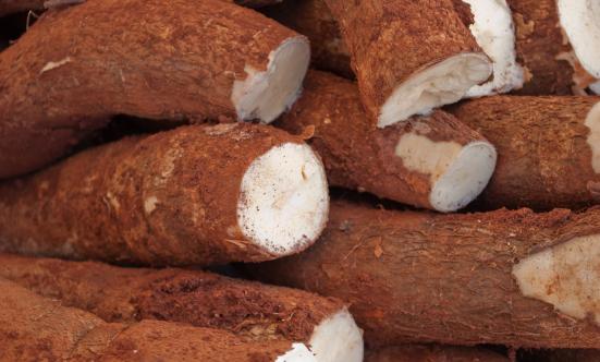 木薯行業市場深度調研報告2024