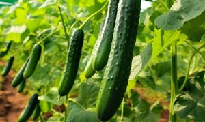 黃瓜行業(yè)供需分析報告：市場對黃瓜商品的要求也越來越細化
