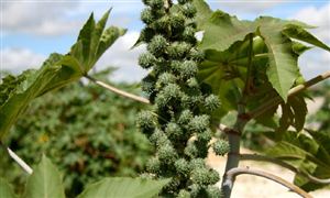 生物柴油行業現狀分析2024：中國生物柴油行業正處于快速發展階段