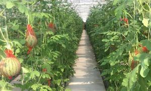 2024示范農(nóng)場行業(yè)市場深度分析與研究 示范農(nóng)場發(fā)展面臨的挑戰(zhàn)