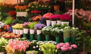 花店轉型線上是必然趨勢? 中國花店行業前景分析