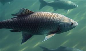 隨著國內消費人群的不斷增長和市場的擴張  消費者對于深海魚類的需求量也不斷上升