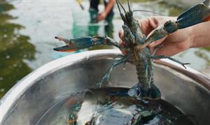 廣東省水產品行業現狀與產業布局：探索三文魚陸基工廠化養殖