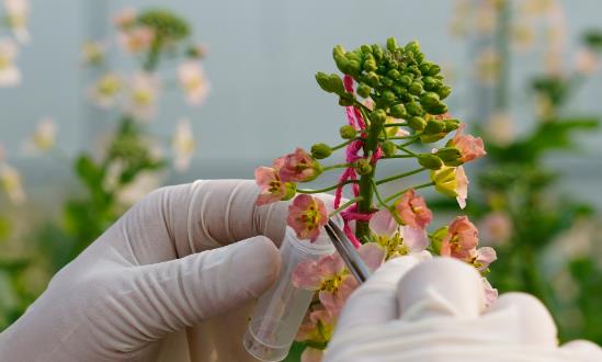 2024高通量、智能化促進高質量生物育種創新應用生物育種行業投資機會：