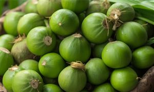 中國檳榔行業(yè)市場現(xiàn)狀及面臨的挑戰(zhàn)分析