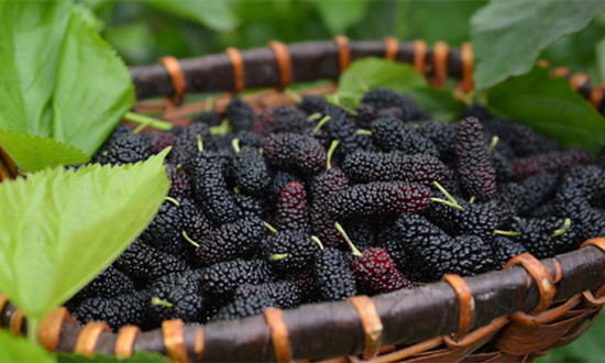 中國桑葚行業(yè)市場需求及發(fā)展現(xiàn)狀分析