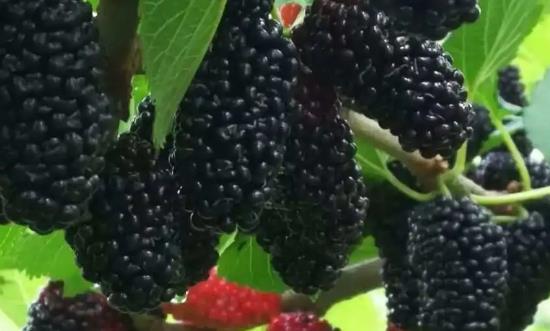 桑葚行業(yè)前景研究、市場需求、經(jīng)濟價值