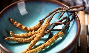 2024年中國冬蟲夏草行業市場發展現狀及發展前景