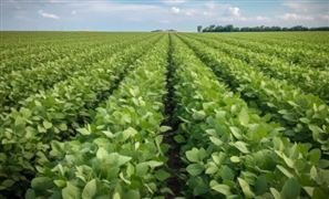 千億斤糧食產(chǎn)能提升行動方案落地 農(nóng)業(yè)種植行業(yè)市場深度調(diào)研及投資策略預(yù)測報告