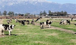 2024年奶牛養殖行業市場深度分析及前景展望