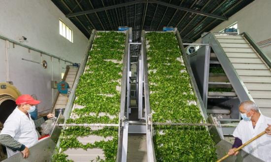 2024茶葉種植與加工行業(yè)發(fā)展趨勢、前景研究