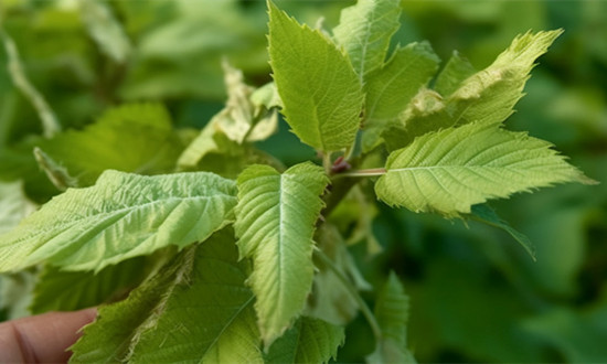 蠶養殖及加工行業市場深度分析及趨勢研究2024