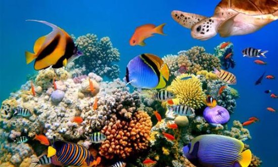 2024年海洋生物技術行業的產業鏈供需布局及發展現狀