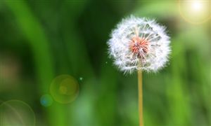 2024年中國蒲公英行業市場發展現狀及發展前景