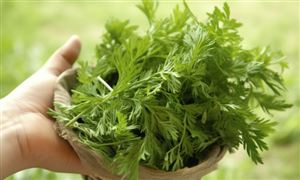 2024年艾草行業的市場發展現狀及重點企業情況