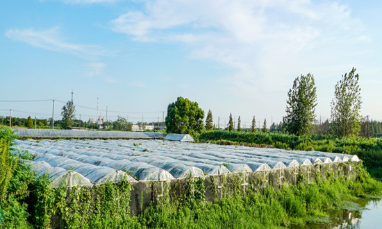 農膜行業市場規模調研：供應充足 價格穩定