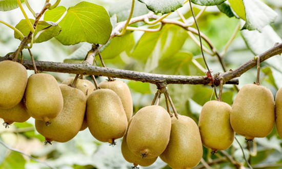 獼猴桃行業種植面積、產量及市場需求分析