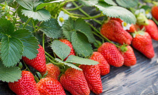 2024年農膜行業市場價格及需求分析