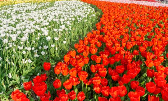 花卉種植行業發展分析  花卉市場規模持續擴大