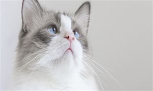 動物疫苗行業現狀及投資潛力深度分析