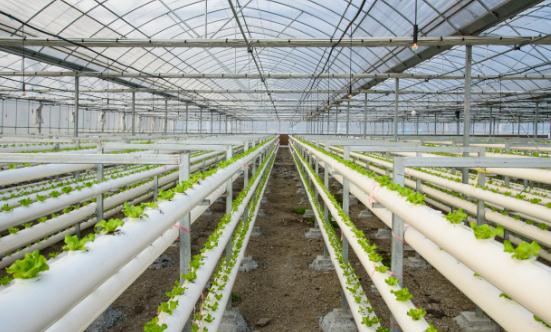 有機農產品的市場需求持續(xù)增長 有機農業(yè)行業(yè)市場深度調研