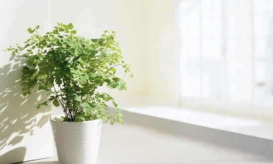 2024除甲醛行業市場需求及未來市場規模