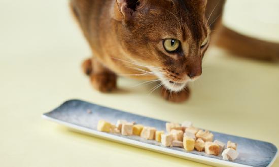 凍干食品行業調研報告2024：國內外市場需求巨大為我國相關產業發展提供了大好機遇