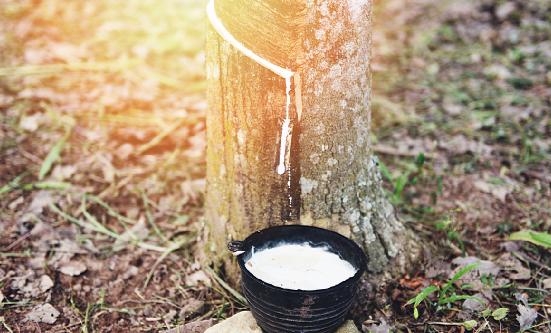 天然橡膠市場行情分析 近期國內天然橡膠行情寬幅震蕩