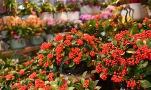 2024年中國花卉種植行業發展現狀分析與投資前景預測 蝴蝶蘭市場銷售紅火 淡季不淡