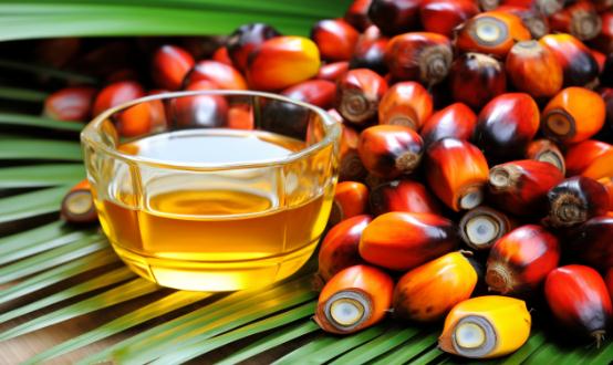 2024木本油料行業(yè)現(xiàn)狀及市場供需格局、競爭格局調(diào)研