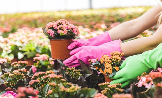 2023年我國花卉進口總額增幅達15.95% 花卉種植行業現狀及發展趨勢分析