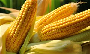 2024年玉米種植行業(yè)市場競爭形勢及供需規(guī)模預(yù)測 落實全國玉米單產(chǎn)提升工程項目實施工作