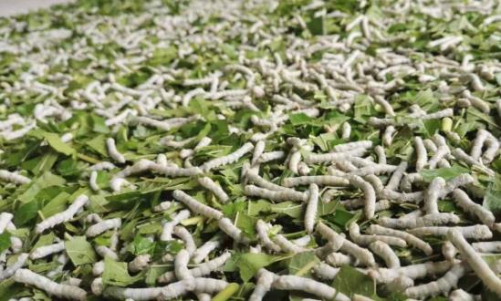 桑蠶行業經濟價值 國內桑蠶養殖面積每年增加20%以上